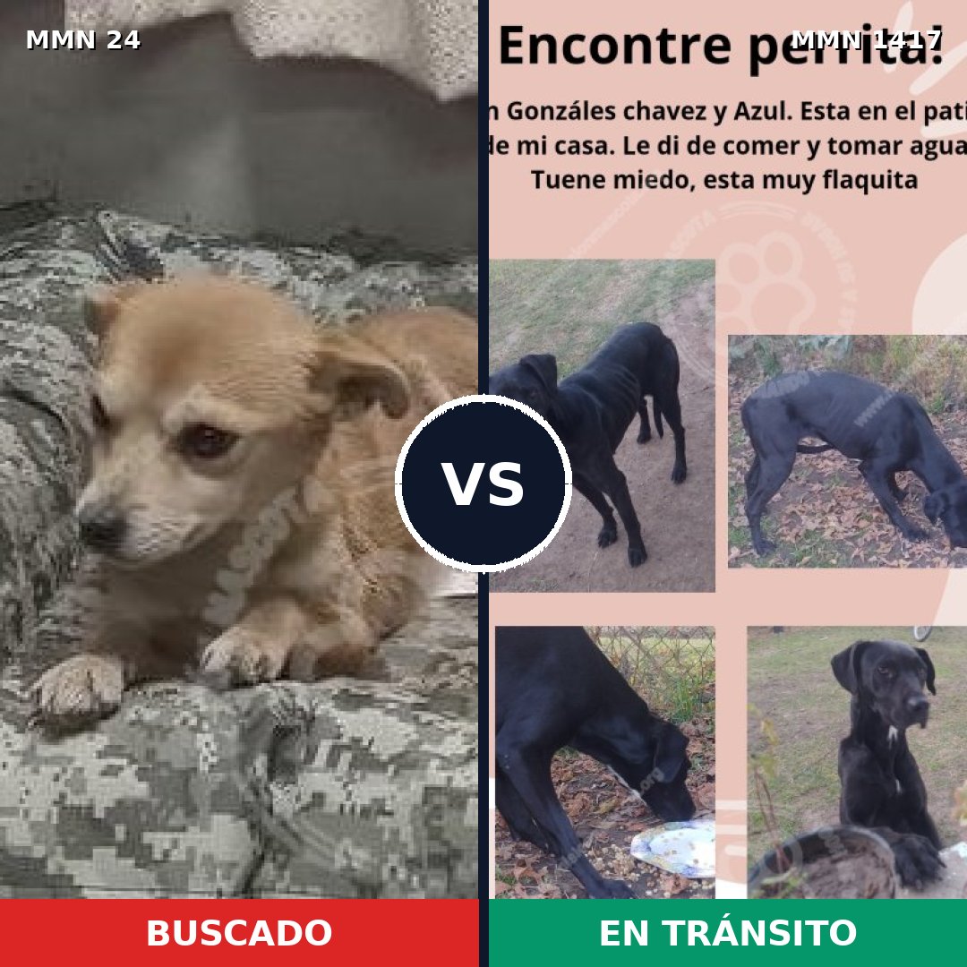 Comparativa MMS 24607: mascota perdida y mascota encontrada, 49% de similitud
