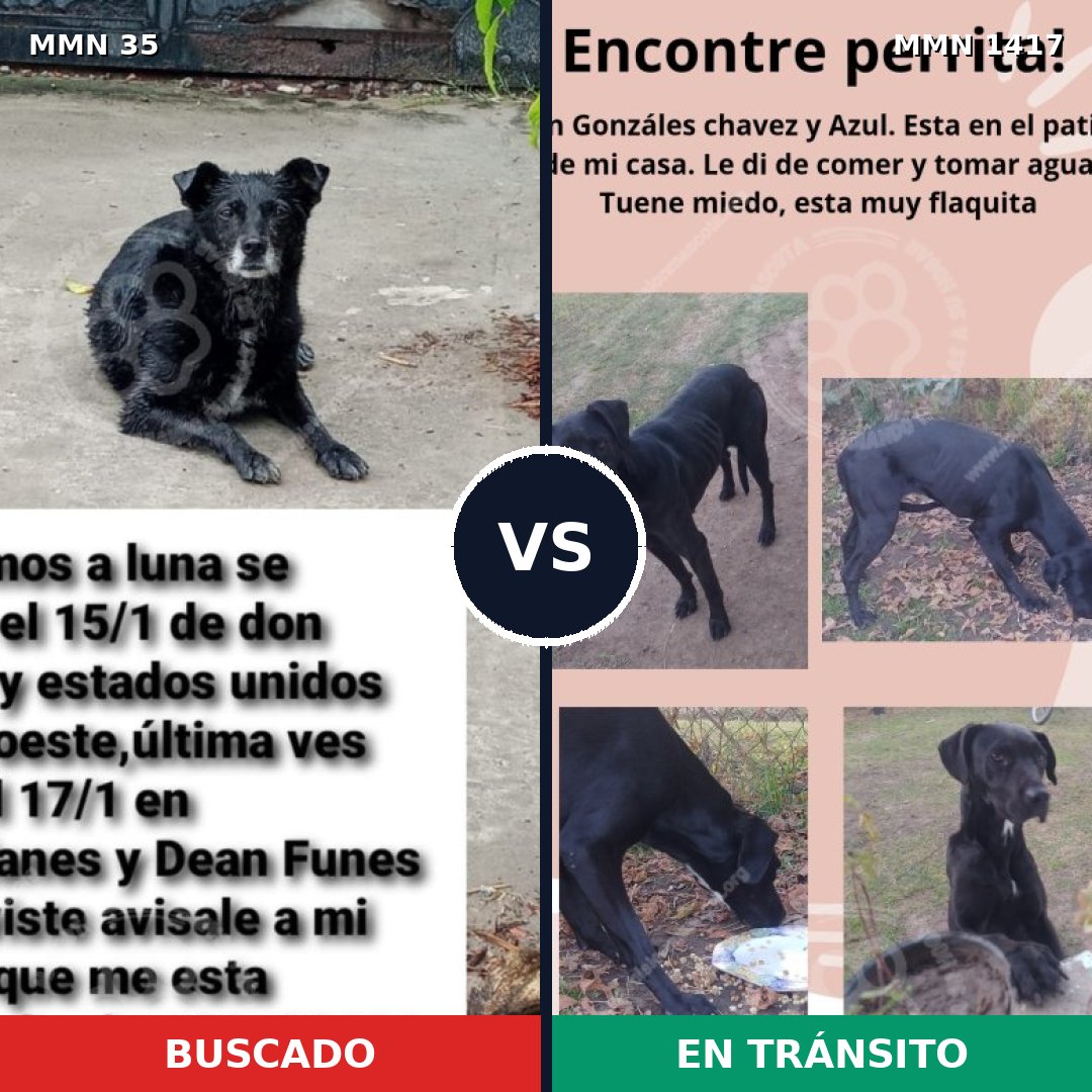 Comparativa MMS 24609: mascota perdida y mascota encontrada, 63% de similitud