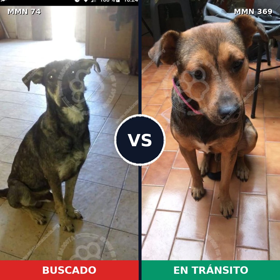Comparativa MMS 2461: mascota perdida y mascota encontrada, 66% de similitud