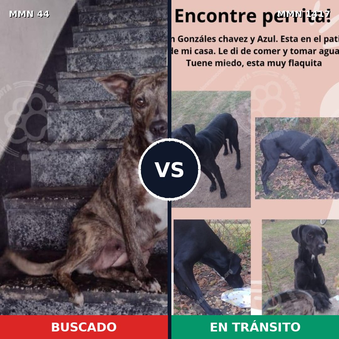Comparativa MMS 24610: mascota perdida y mascota encontrada, 61% de similitud