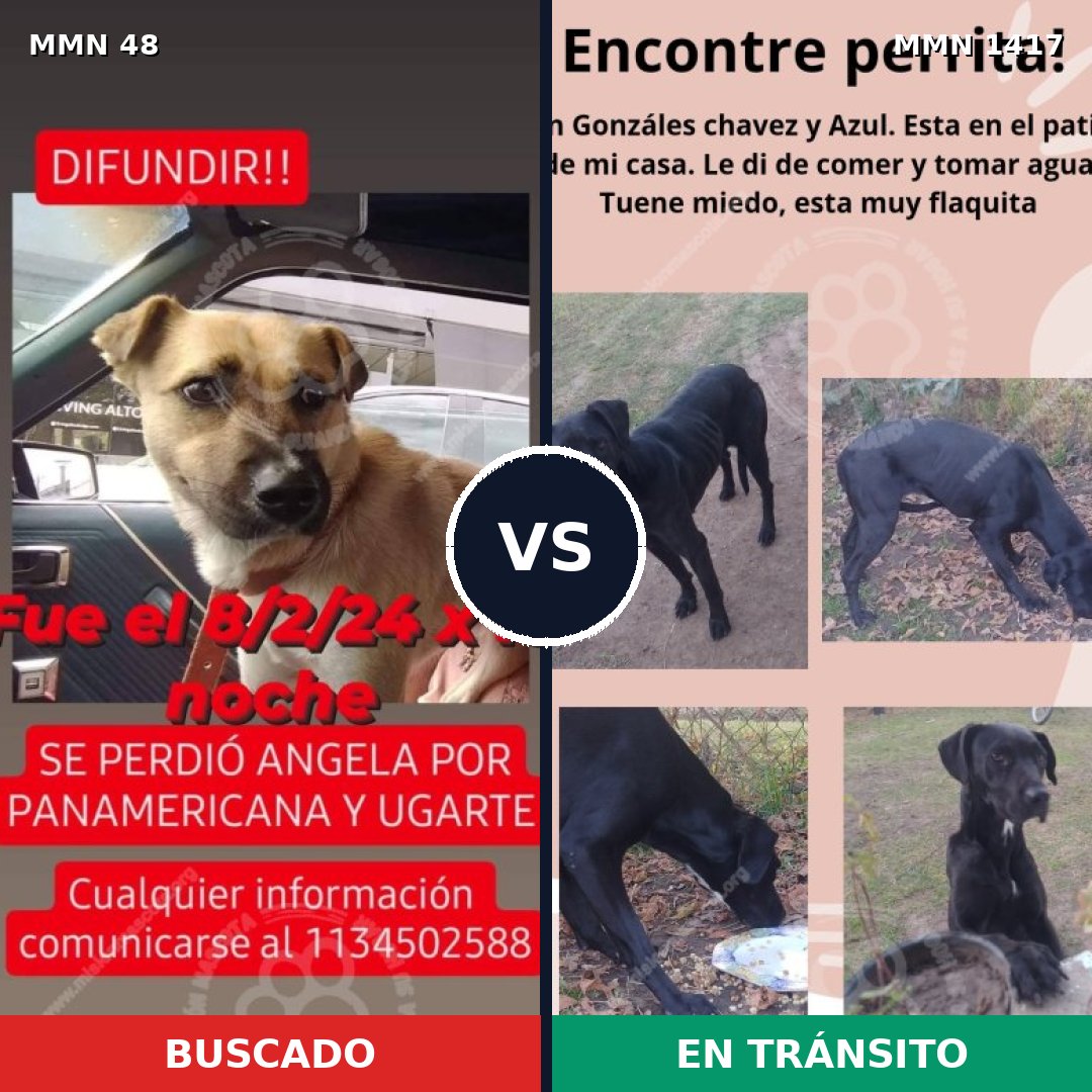 Comparativa MMS 24611: mascota perdida y mascota encontrada, 60% de similitud