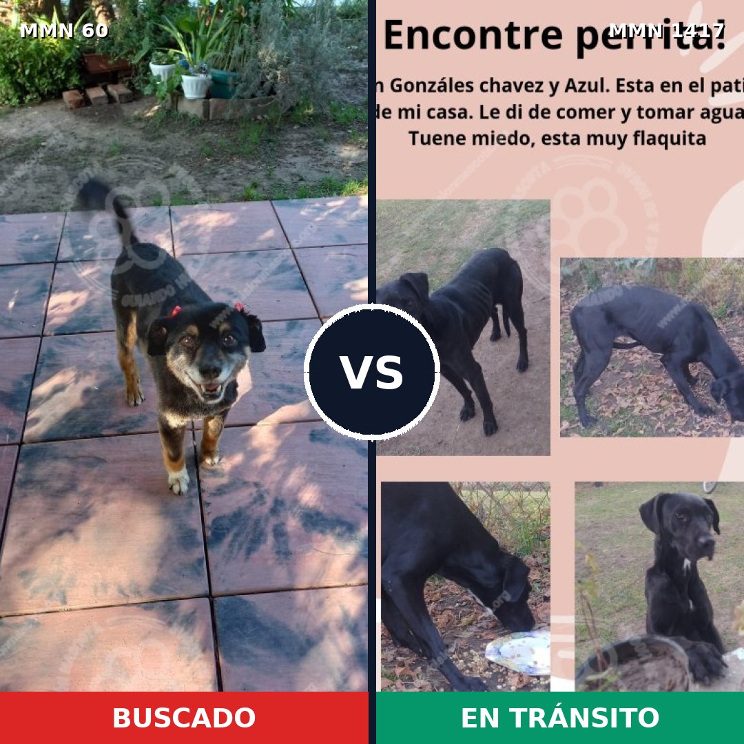 Comparativa MMS 24612: mascota perdida y mascota encontrada, 84% de similitud