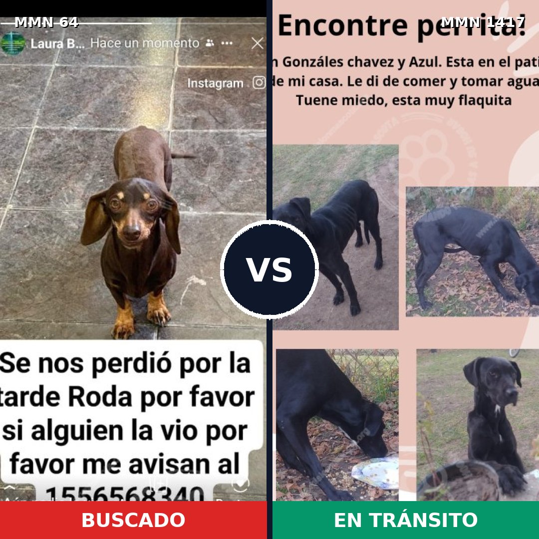 Comparativa MMS 24613: mascota perdida y mascota encontrada, 37% de similitud