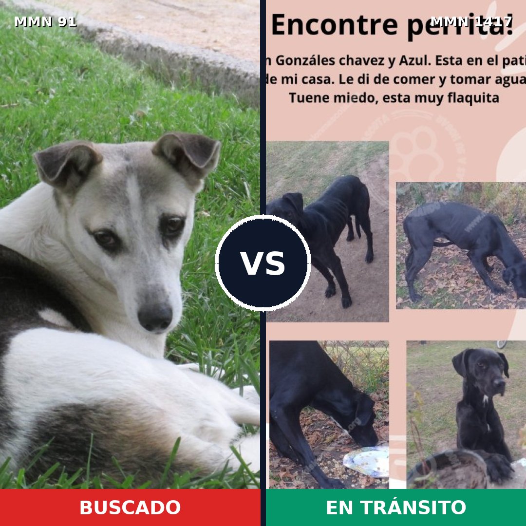 Comparativa MMS 24614: mascota perdida y mascota encontrada, 81% de similitud