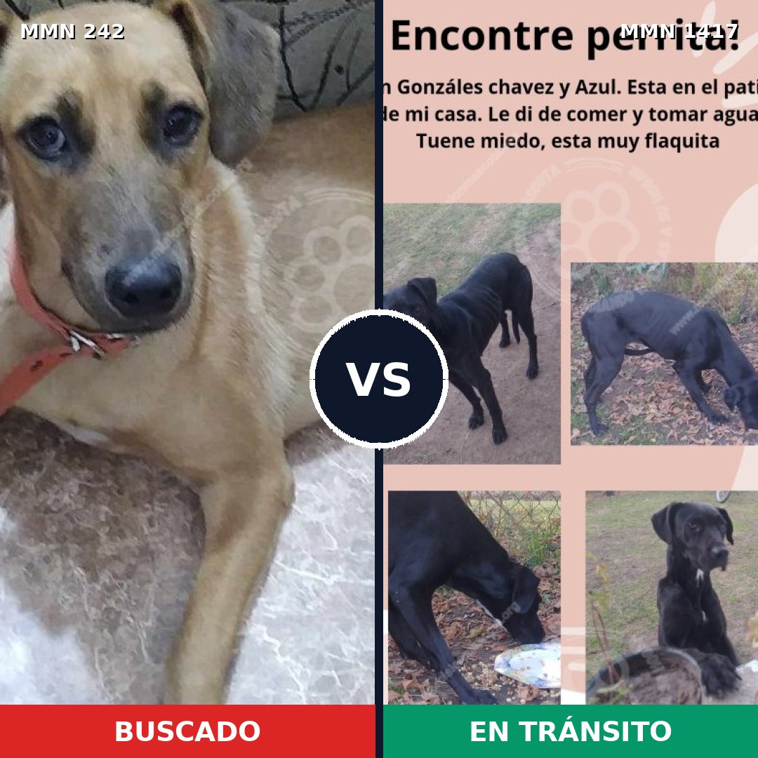 Comparativa MMS 24615: mascota perdida y mascota encontrada, 80% de similitud