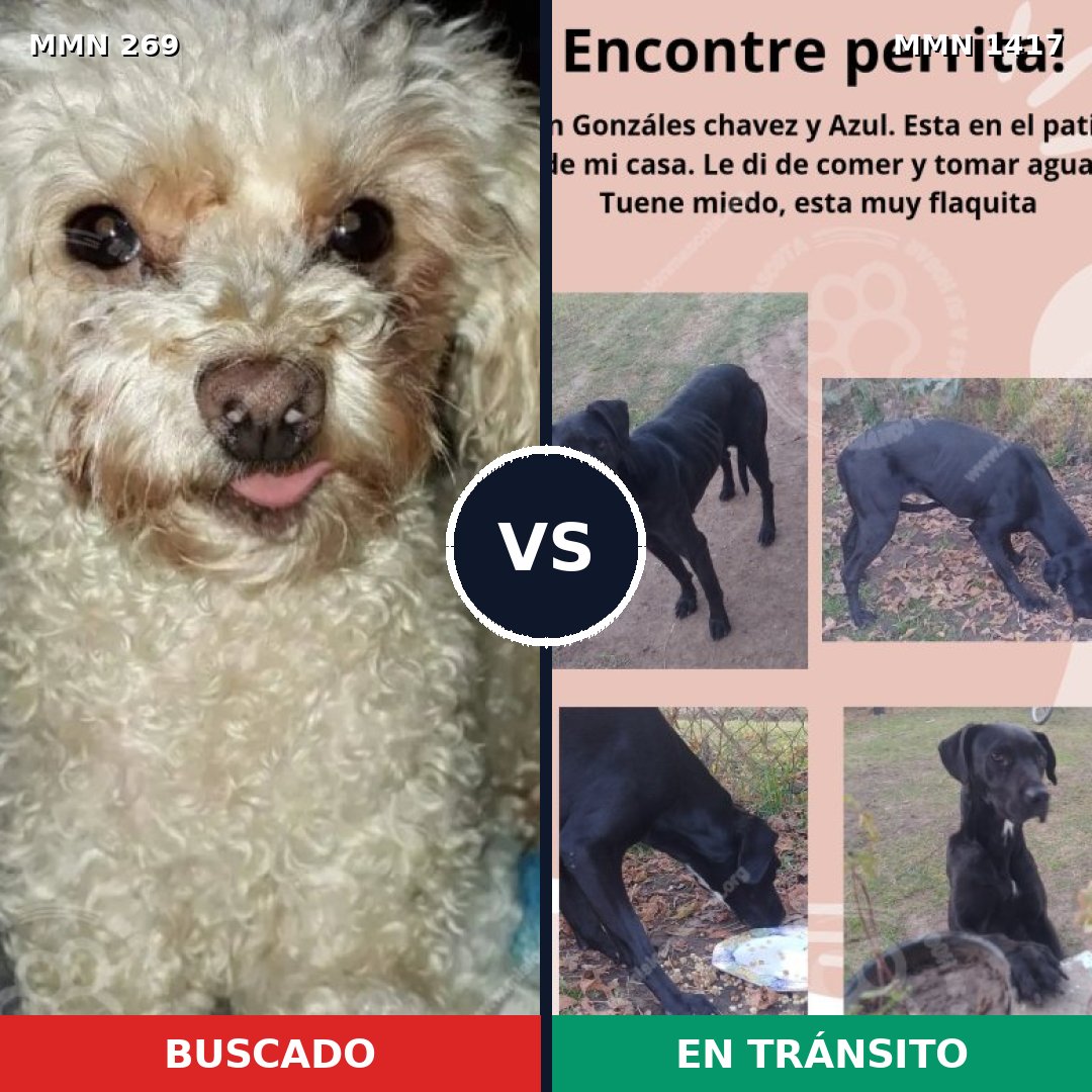 Comparativa MMS 24616: mascota perdida y mascota encontrada, 30% de similitud
