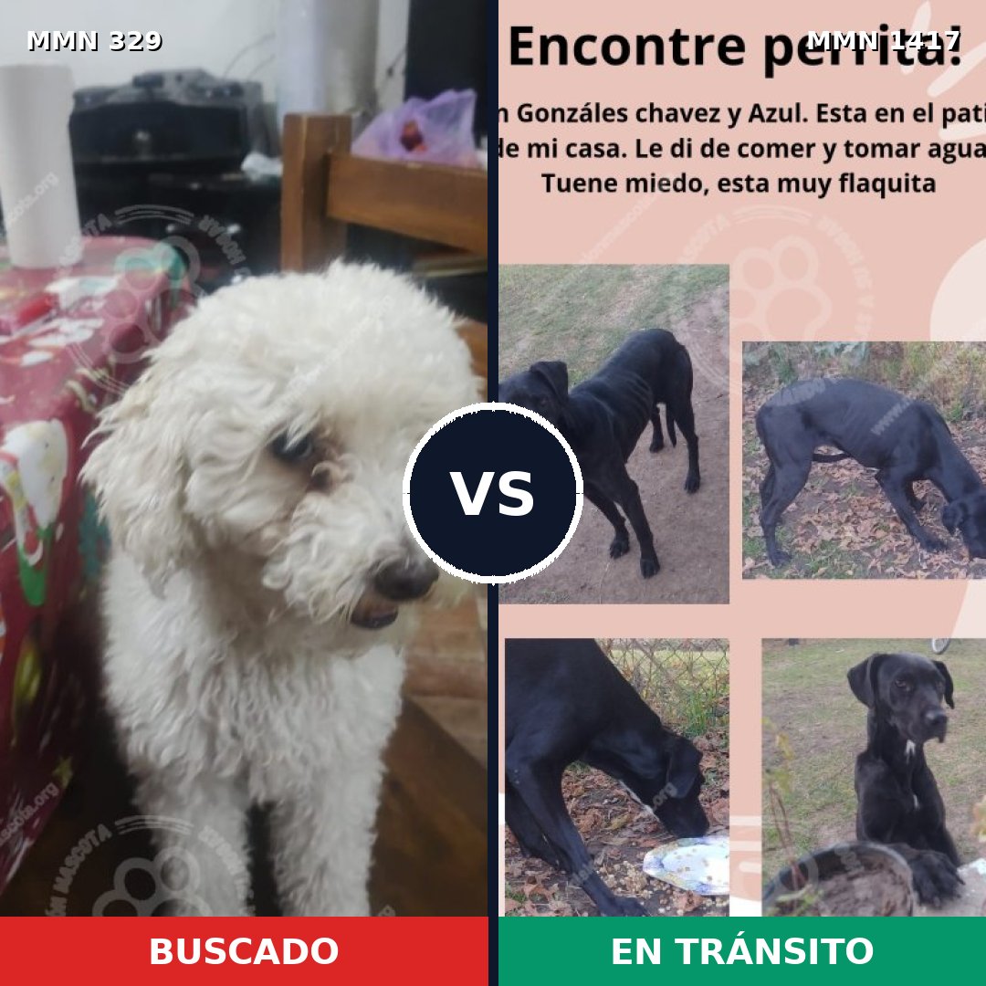 Comparativa MMS 24617: mascota perdida y mascota encontrada, 43% de similitud