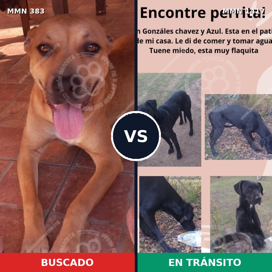 Comparativa MMS 24619: mascota perdida y mascota encontrada, 49% de similitud