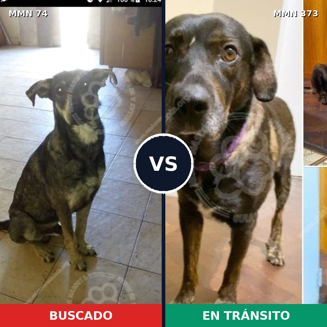 Comparativa MMS 2462: mascota perdida y mascota encontrada, 61% de similitud