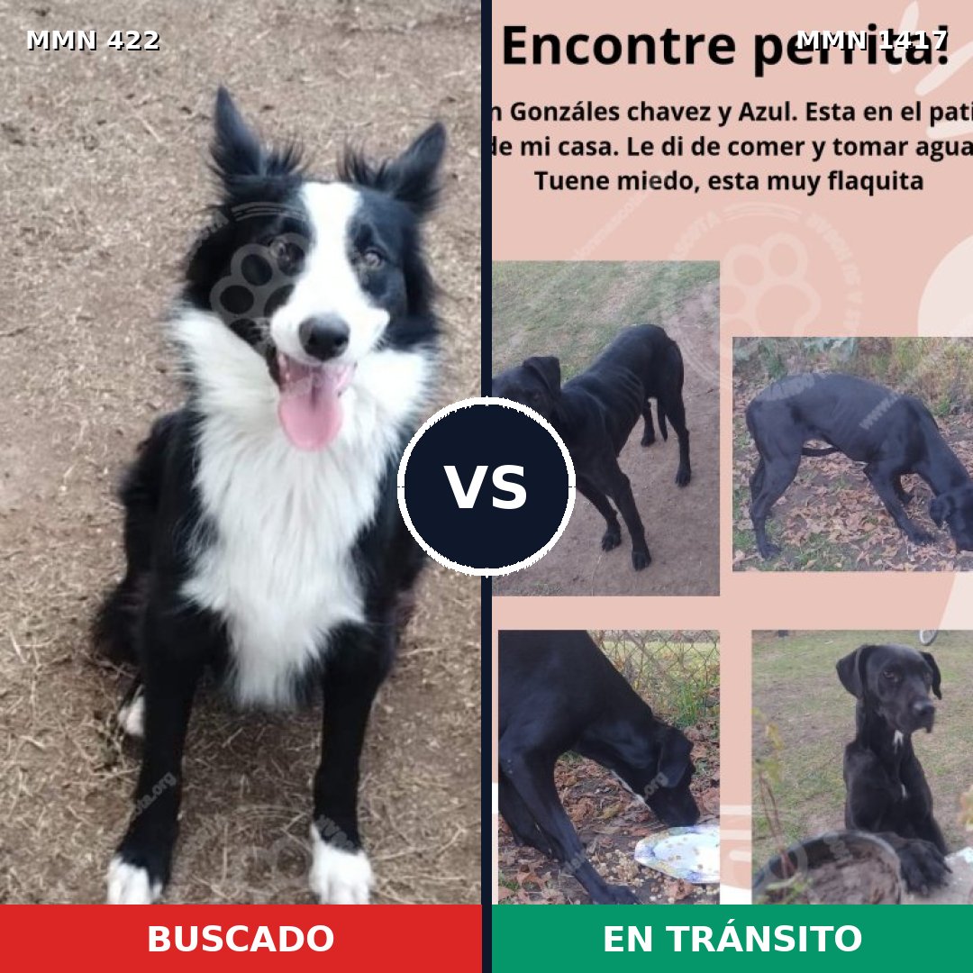 Comparativa MMS 24621: mascota perdida y mascota encontrada, 52% de similitud