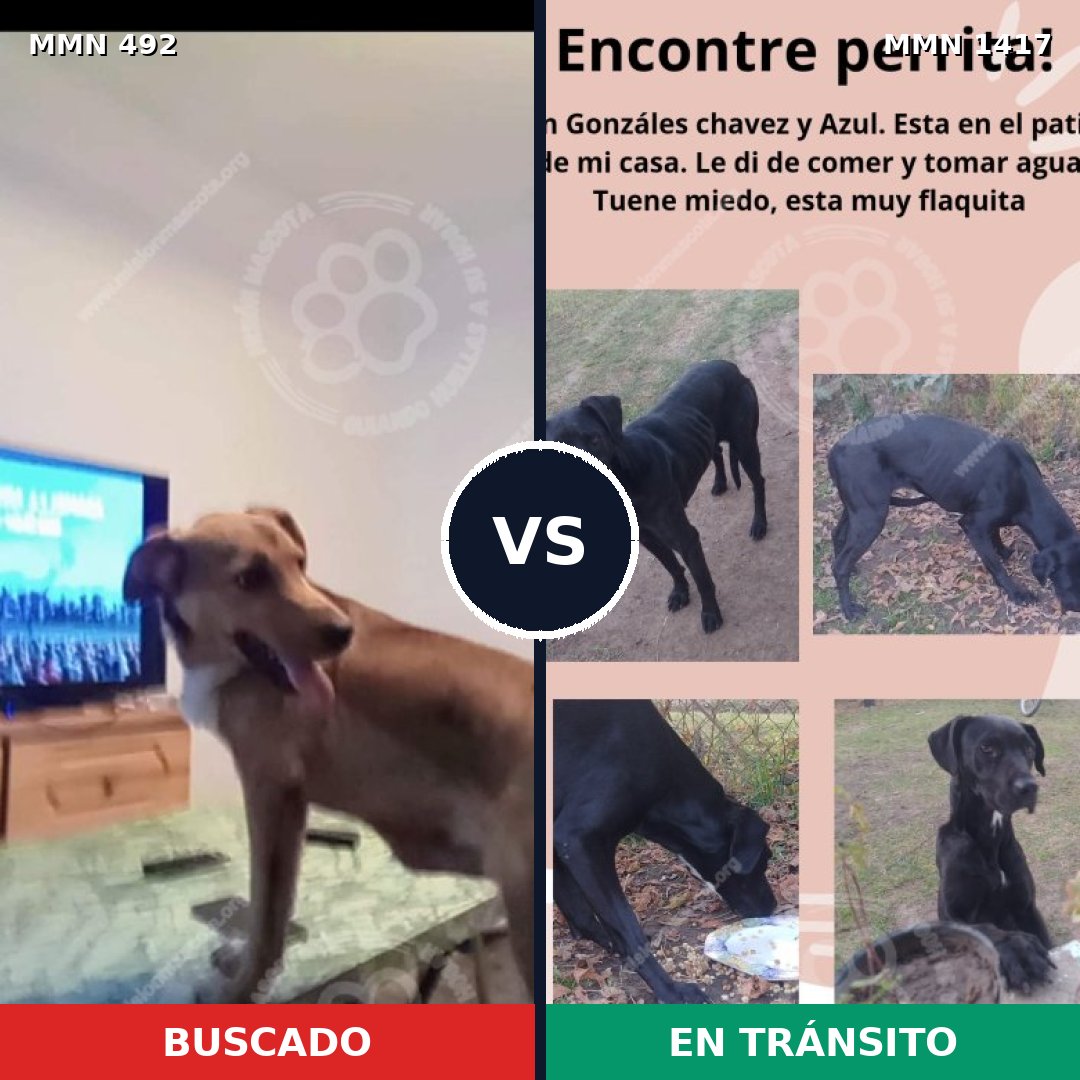 Comparativa MMS 24622: mascota perdida y mascota encontrada, 61% de similitud