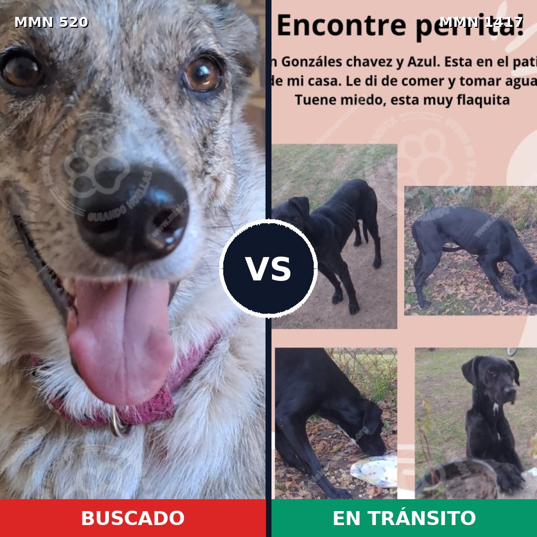 Comparativa MMS 24625: mascota perdida y mascota encontrada, 47% de similitud