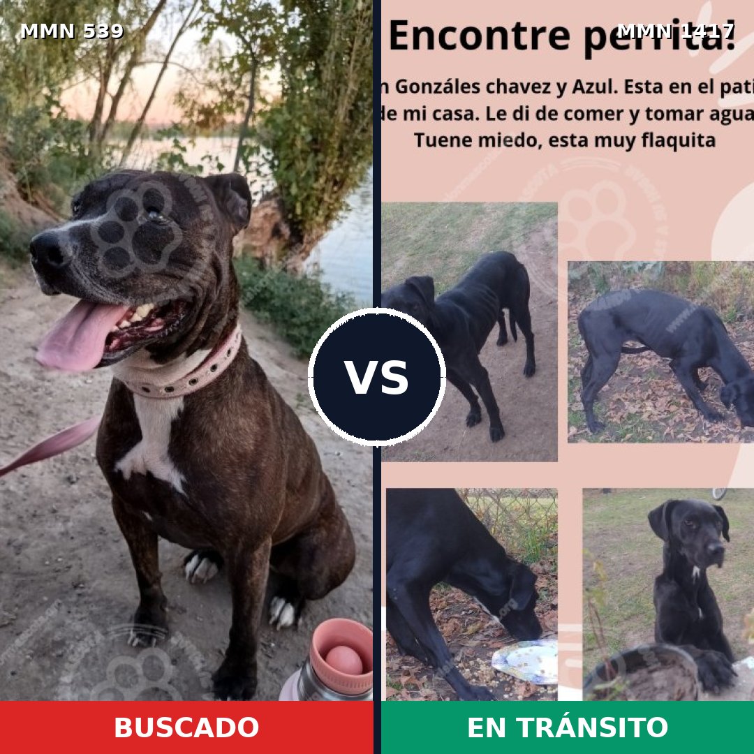 Comparativa MMS 24626: mascota perdida y mascota encontrada, 51% de similitud