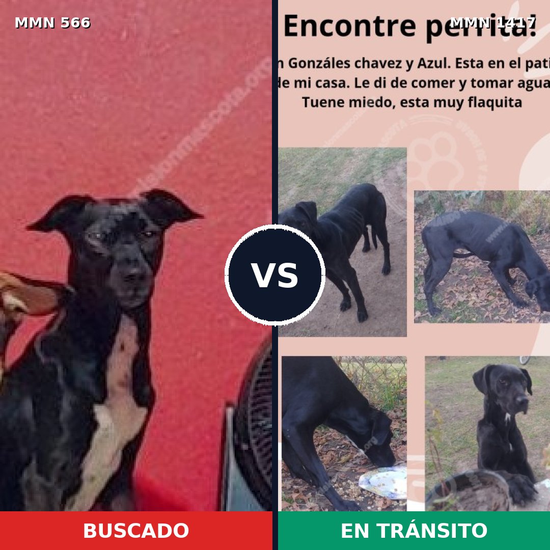 Comparativa MMS 24627: mascota perdida y mascota encontrada, 86% de similitud