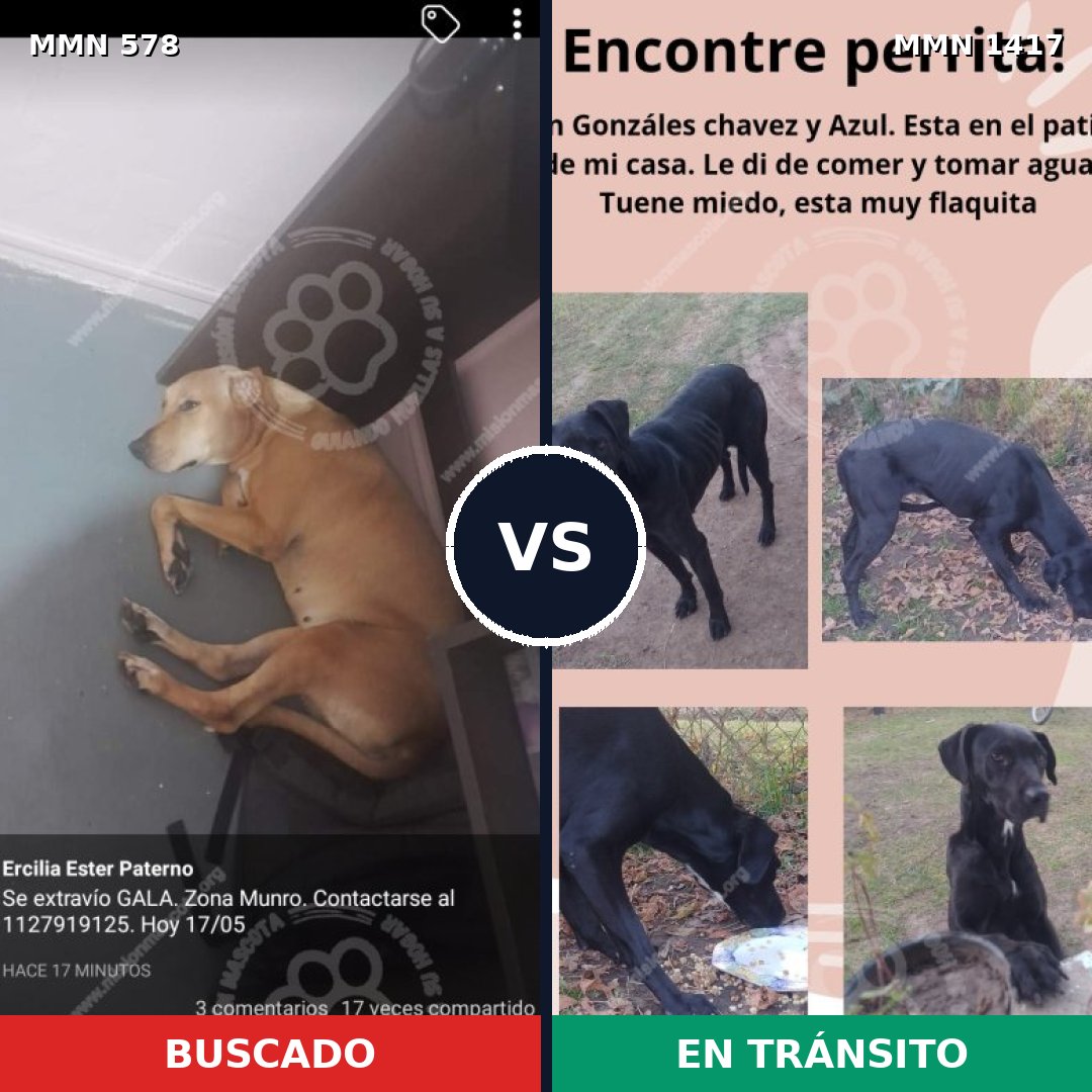 Comparativa MMS 24628: mascota perdida y mascota encontrada, 61% de similitud