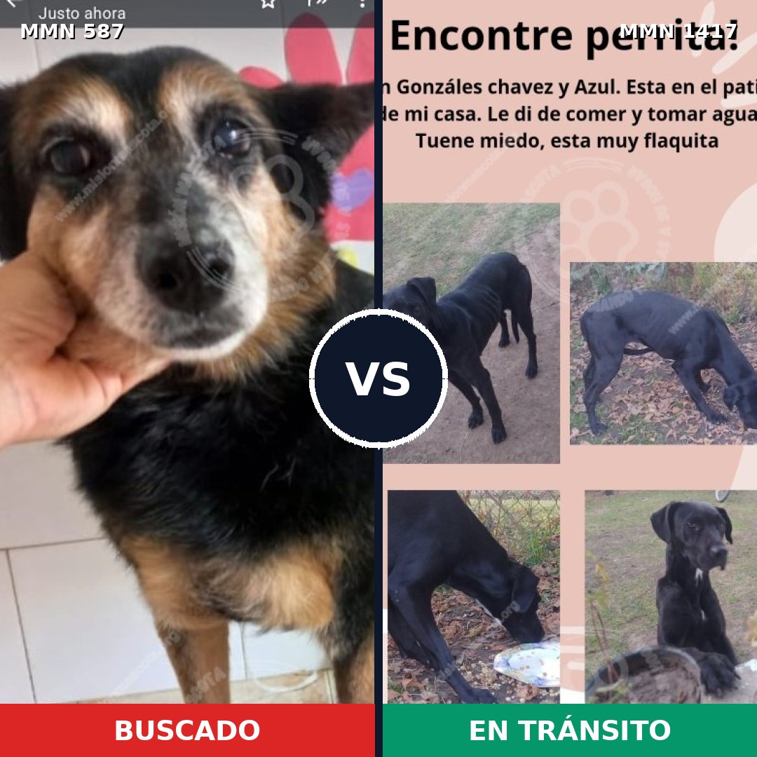 Comparativa MMS 24629: mascota perdida y mascota encontrada, 76% de similitud