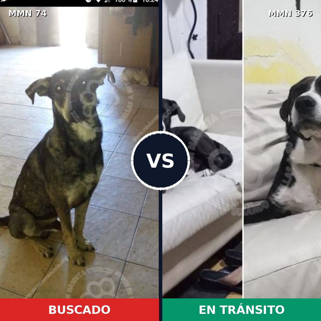Comparativa MMS 2463: mascota perdida y mascota encontrada, 70% de similitud