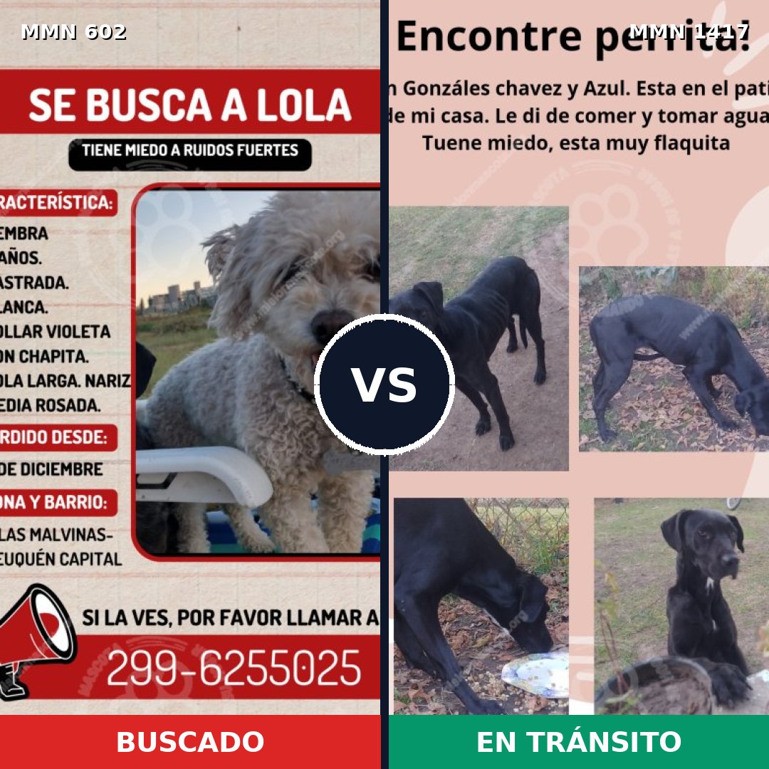 Comparativa MMS 24631: mascota perdida y mascota encontrada, 15% de similitud
