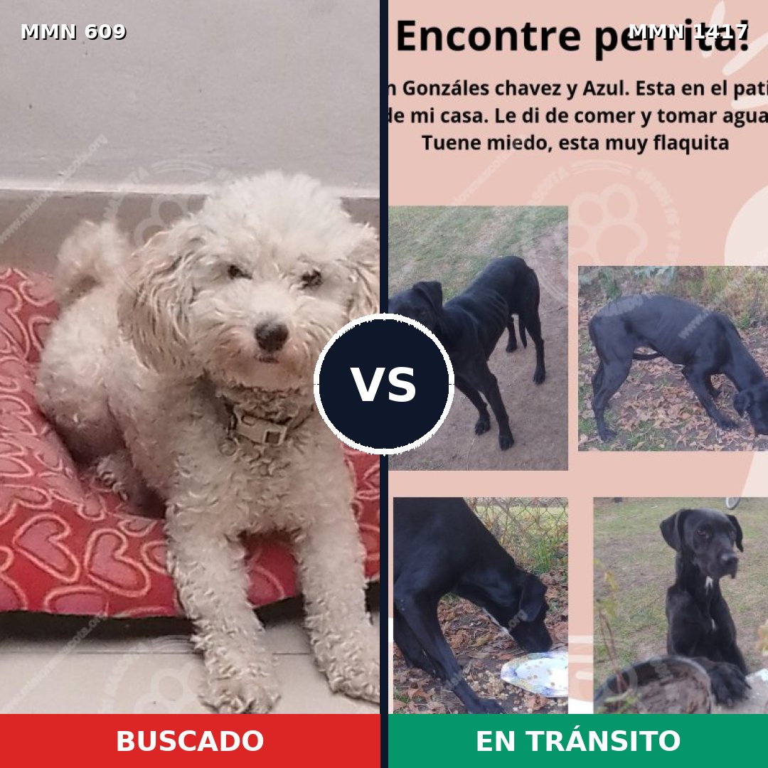 Comparativa MMS 24632: mascota perdida y mascota encontrada, 51% de similitud