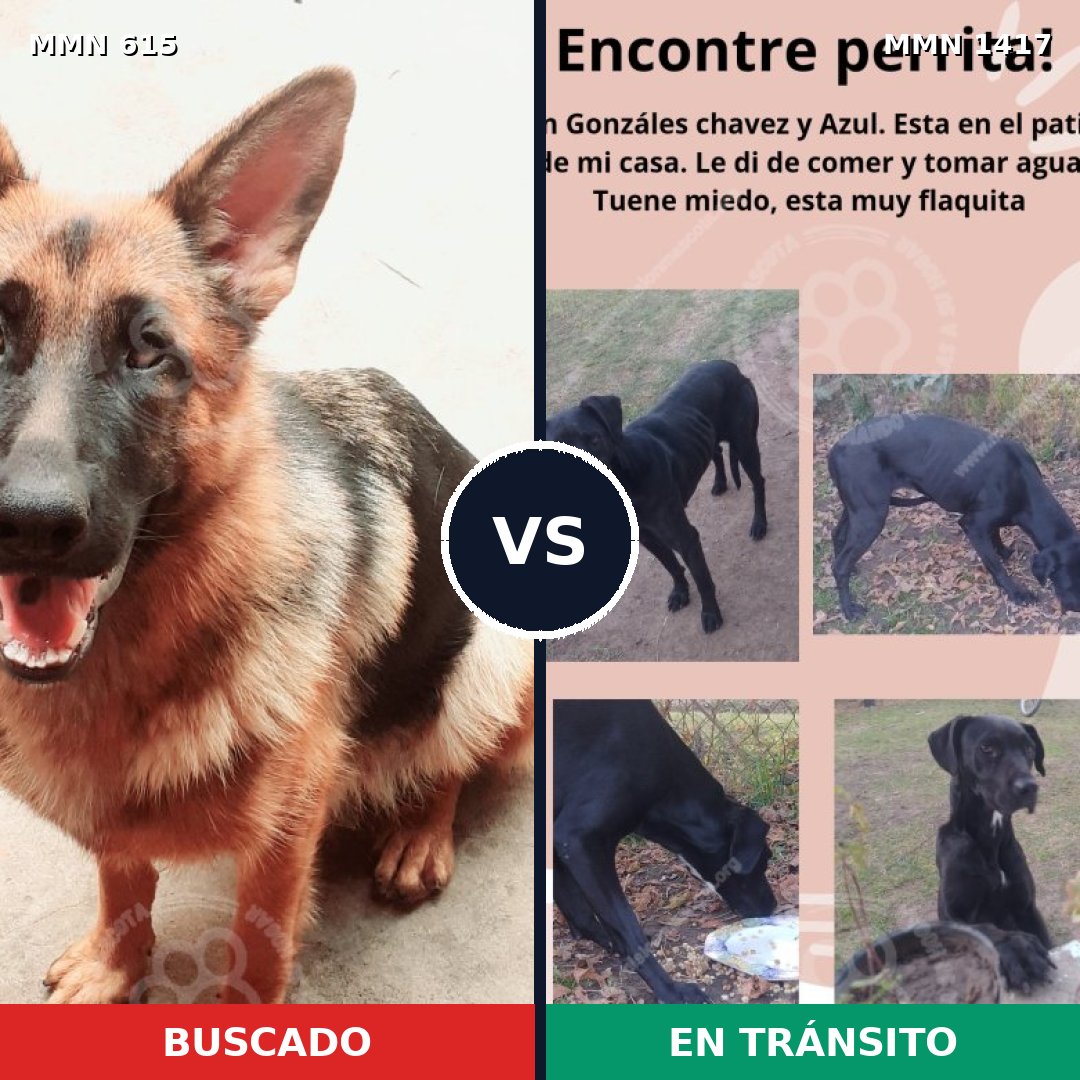 Comparativa MMS 24633: mascota perdida y mascota encontrada, 38% de similitud