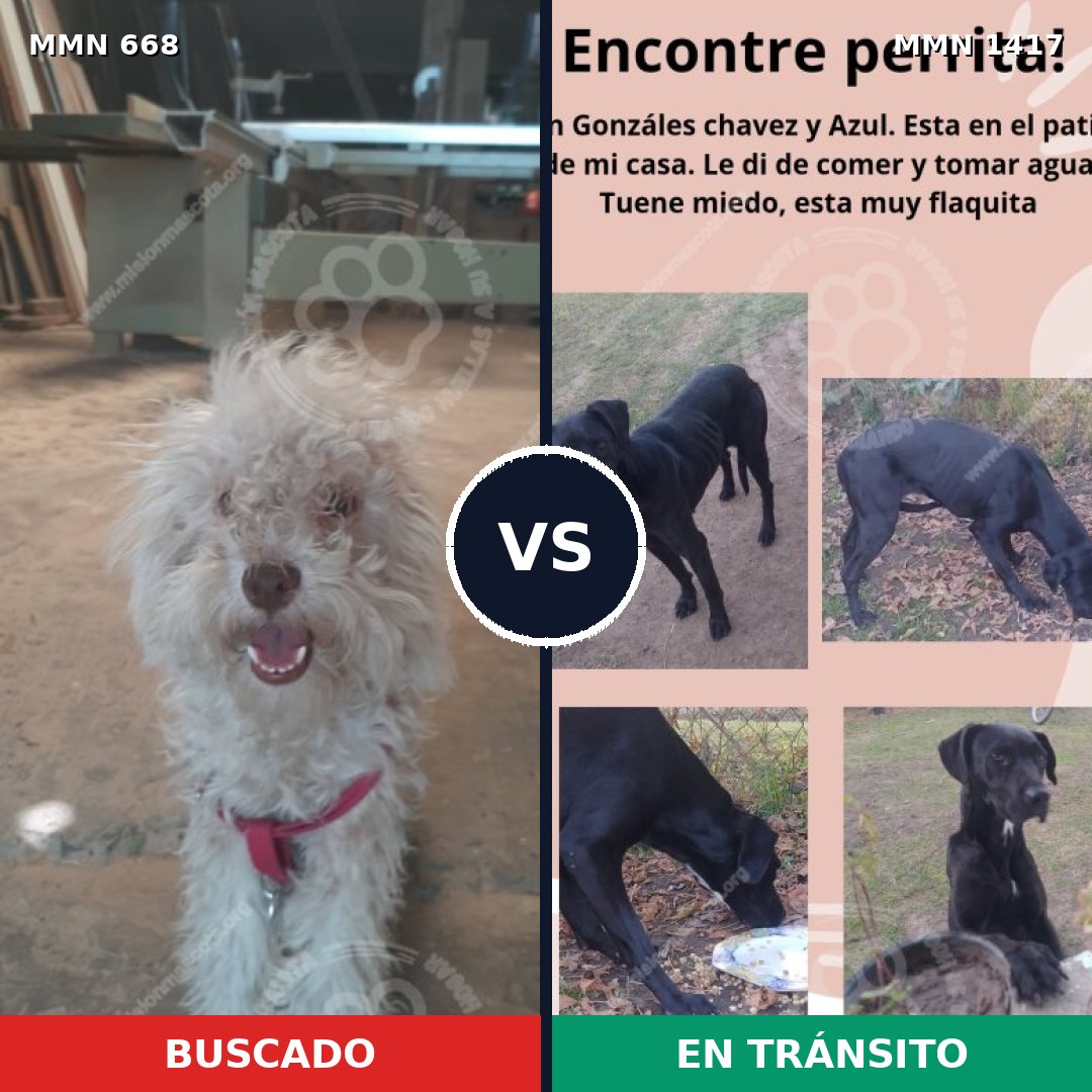 Comparativa MMS 24636: mascota perdida y mascota encontrada, 55% de similitud