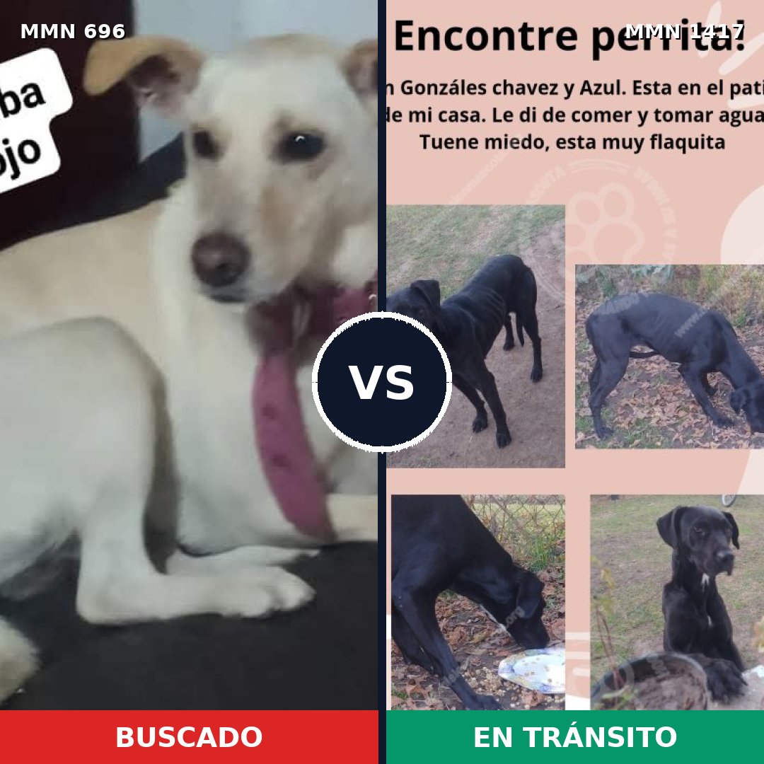 Comparativa MMS 24637: mascota perdida y mascota encontrada, 41% de similitud
