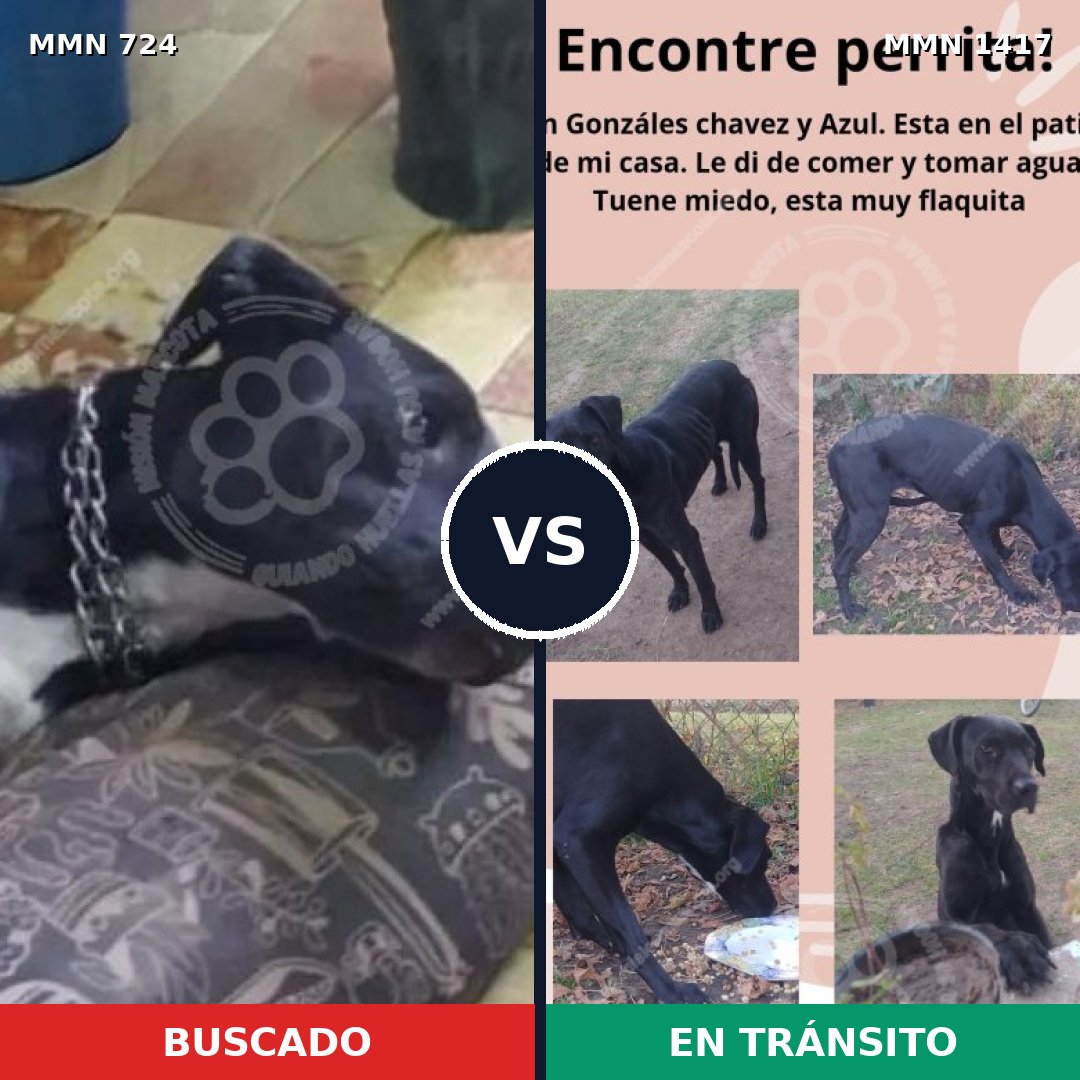 Comparativa MMS 24639: mascota perdida y mascota encontrada, 63% de similitud