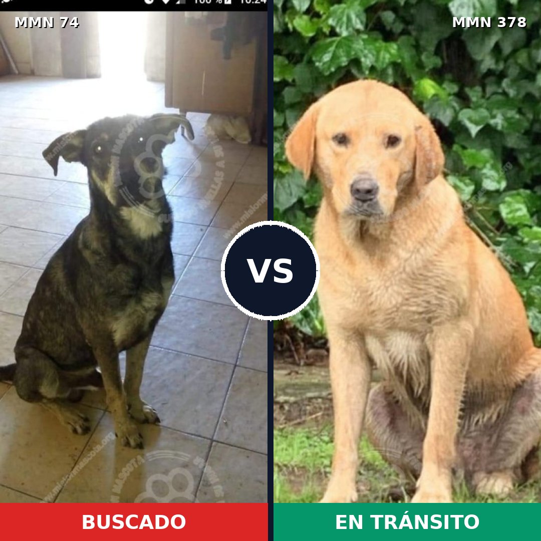 Comparativa MMS 2464: mascota perdida y mascota encontrada, 46% de similitud
