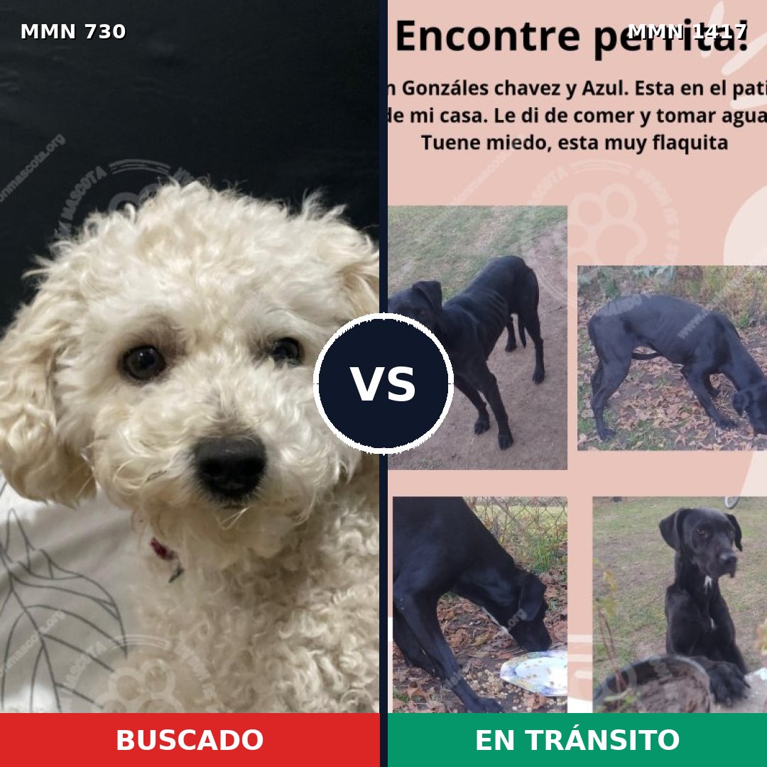 Comparativa MMS 24640: mascota perdida y mascota encontrada, 25% de similitud