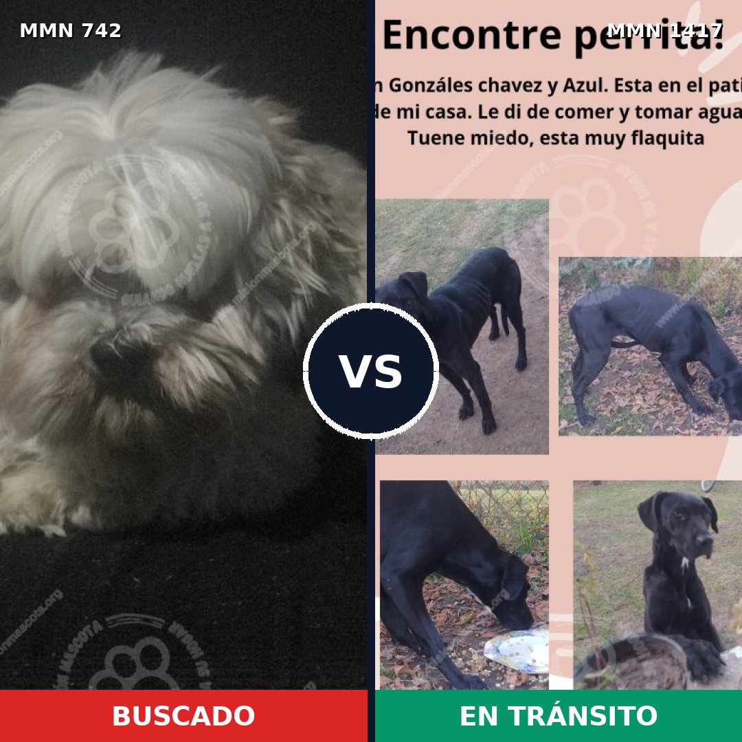 Comparativa MMS 24641: mascota perdida y mascota encontrada, 45% de similitud