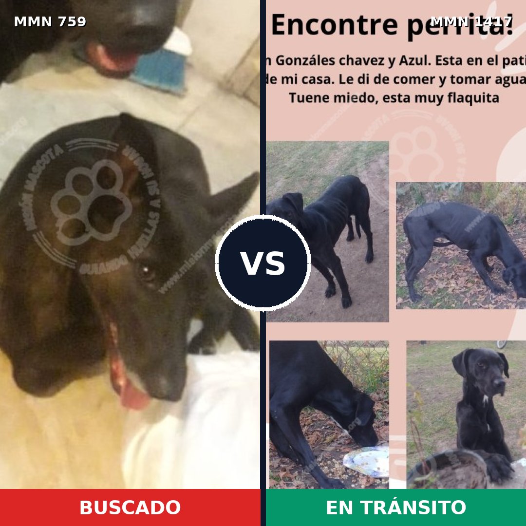 Comparativa MMS 24642: mascota perdida y mascota encontrada, 58% de similitud
