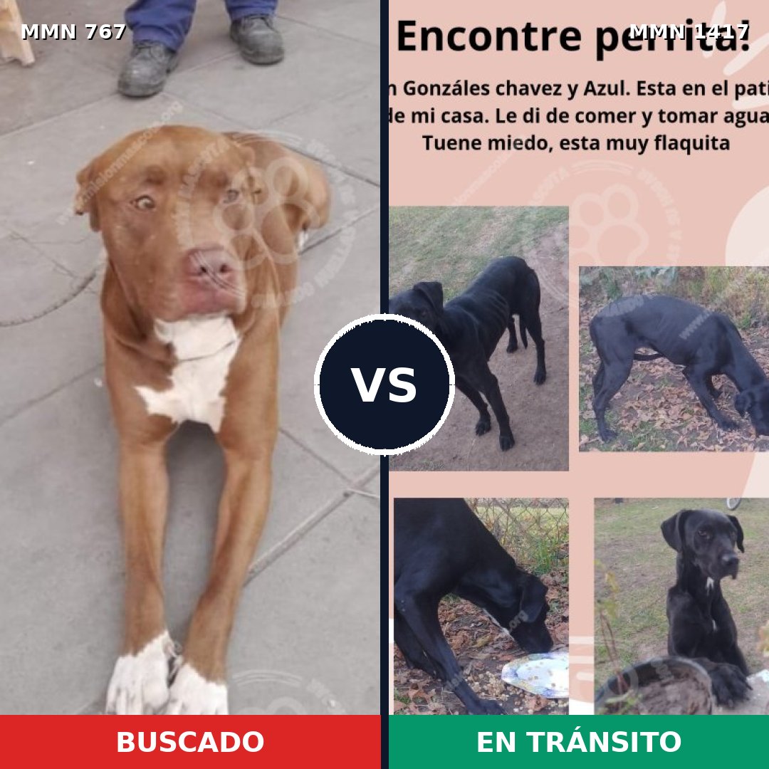 Comparativa MMS 24644: mascota perdida y mascota encontrada, 56% de similitud