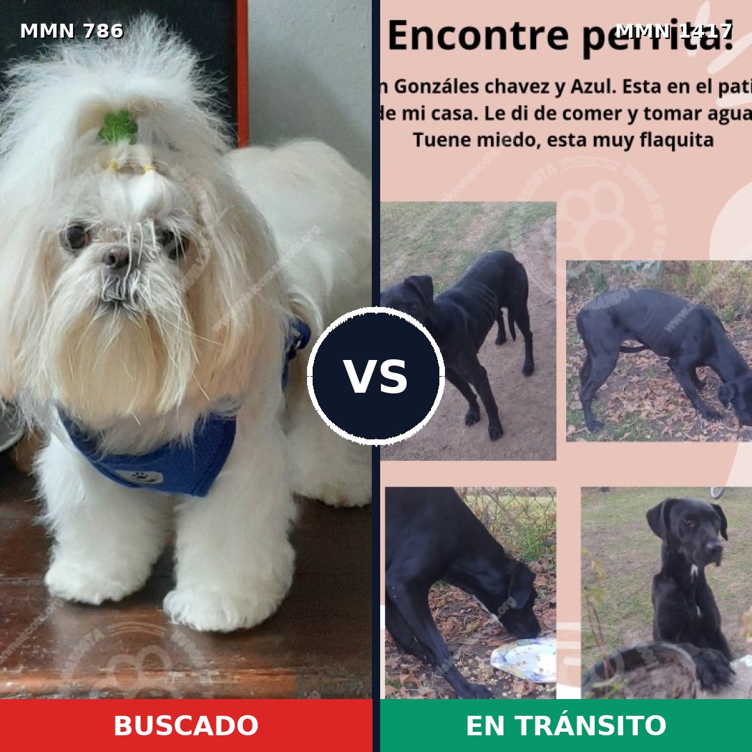 Comparativa MMS 24647: mascota perdida y mascota encontrada, 34% de similitud