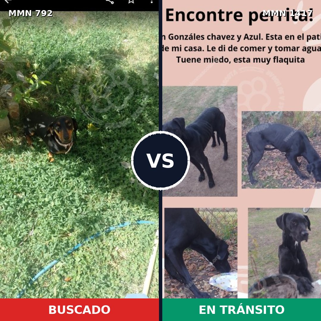Comparativa MMS 24648: mascota perdida y mascota encontrada, 24% de similitud