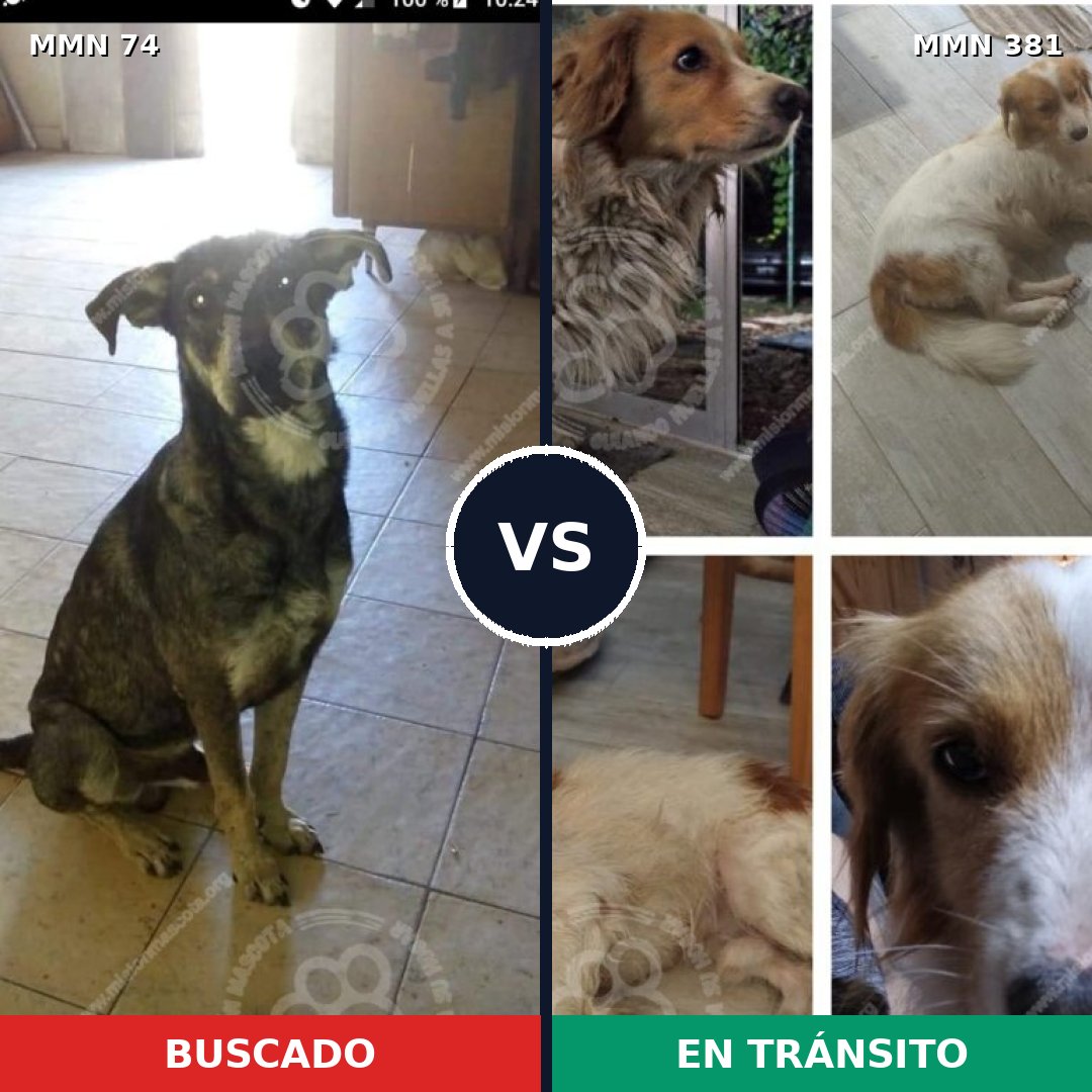 Comparativa MMS 2465: mascota perdida y mascota encontrada, 61% de similitud