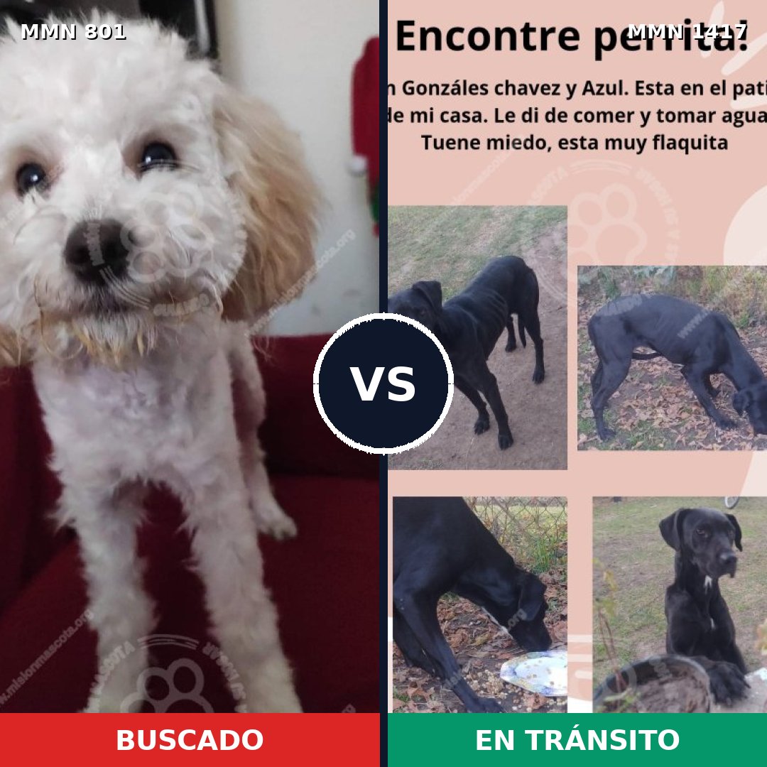 Comparativa MMS 24650: mascota perdida y mascota encontrada, 44% de similitud