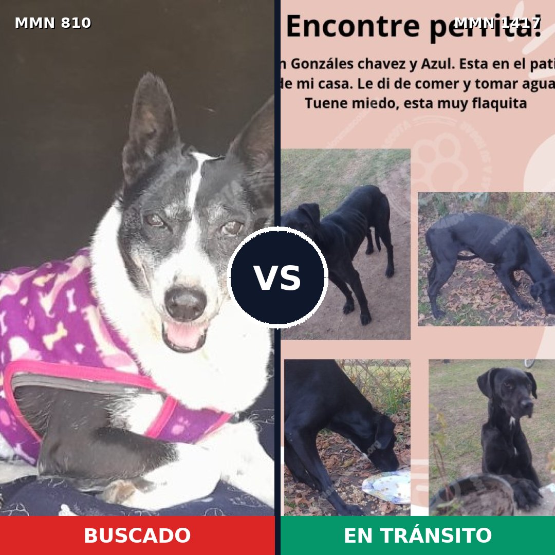 Comparativa MMS 24651: mascota perdida y mascota encontrada, 86% de similitud