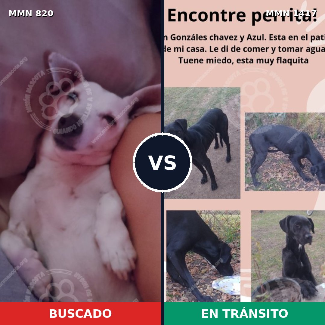 Comparativa MMS 24652: mascota perdida y mascota encontrada, 42% de similitud