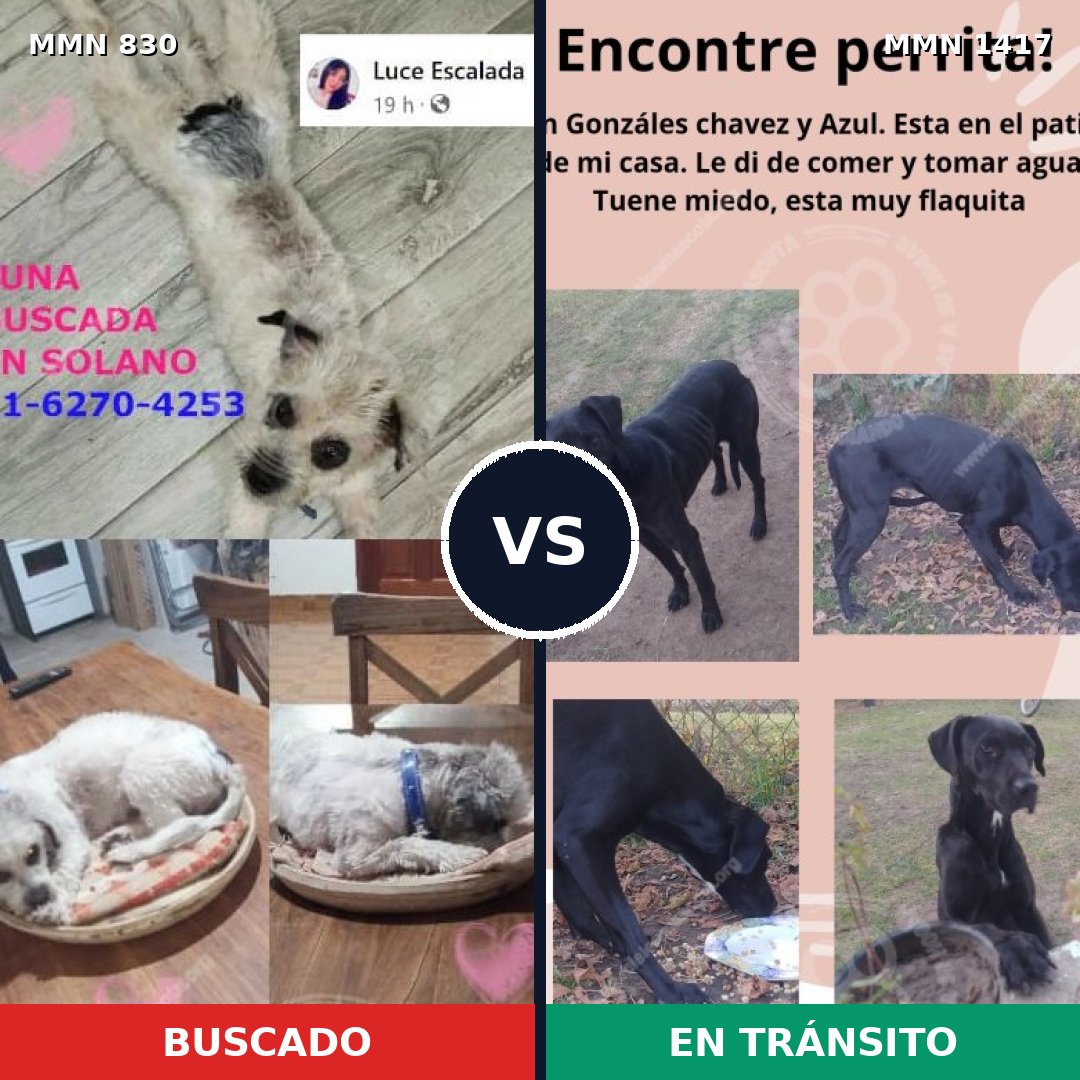 Comparativa MMS 24655: mascota perdida y mascota encontrada, 39% de similitud