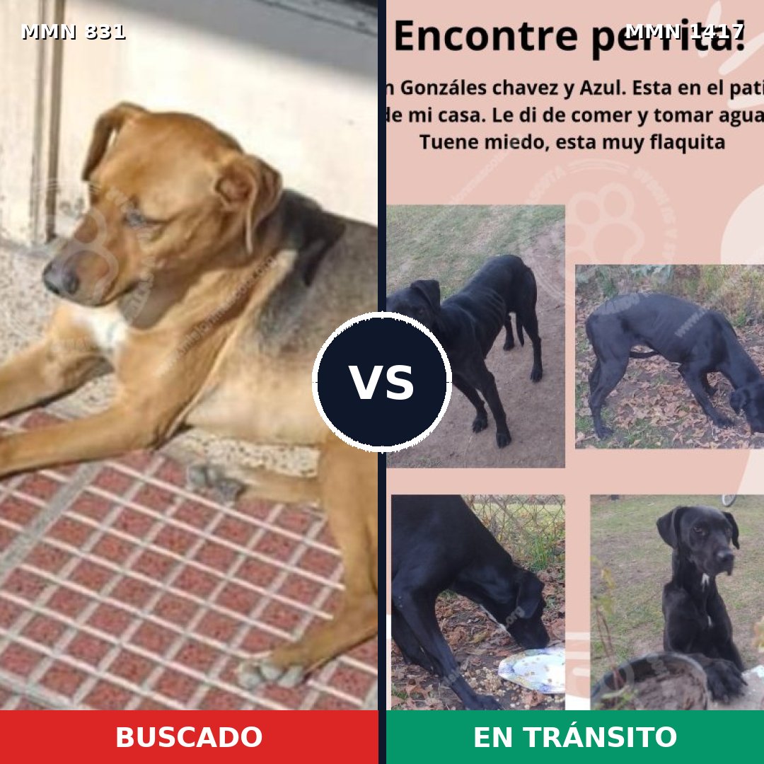 Comparativa MMS 24656: mascota perdida y mascota encontrada, 80% de similitud