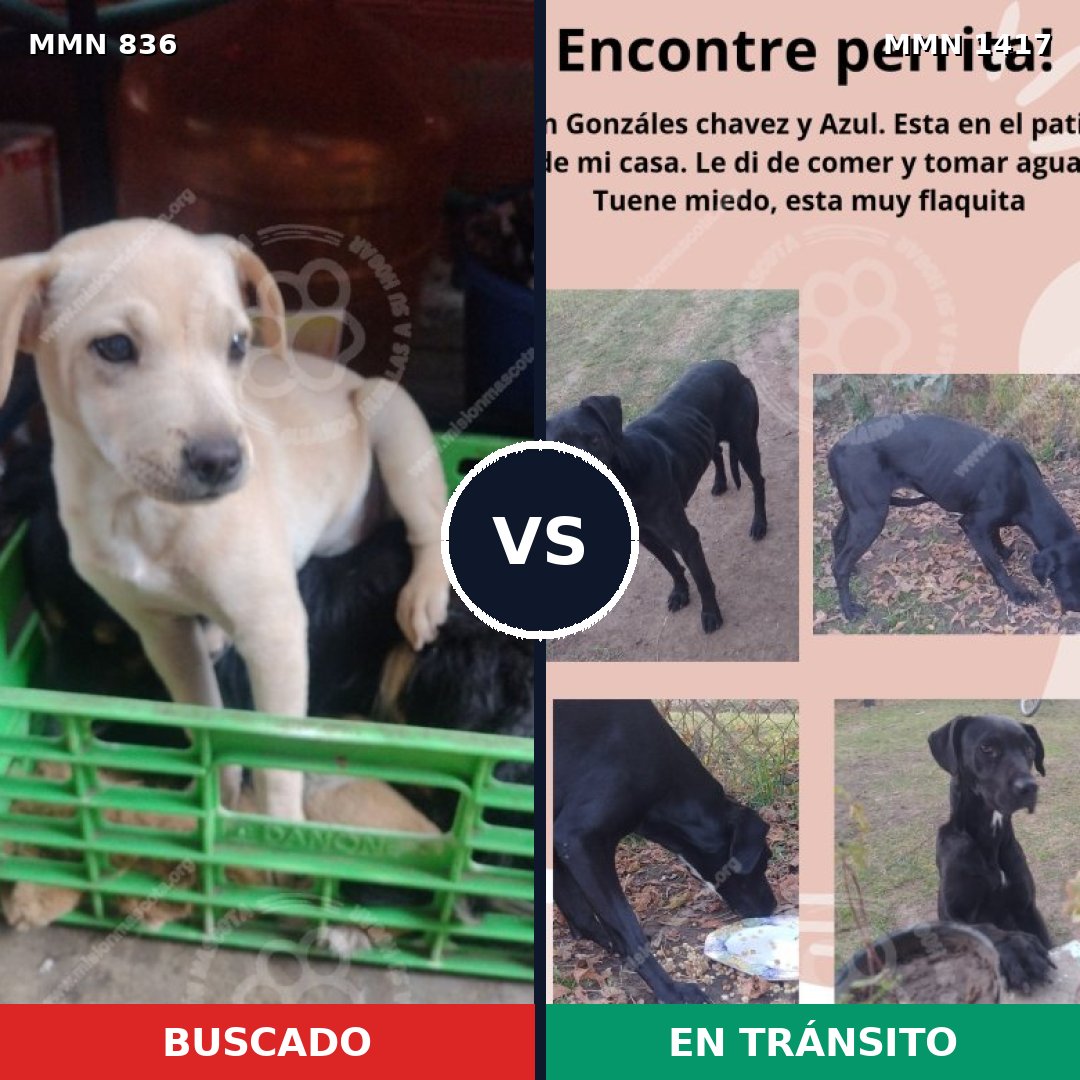 Comparativa MMS 24657: mascota perdida y mascota encontrada, 51% de similitud