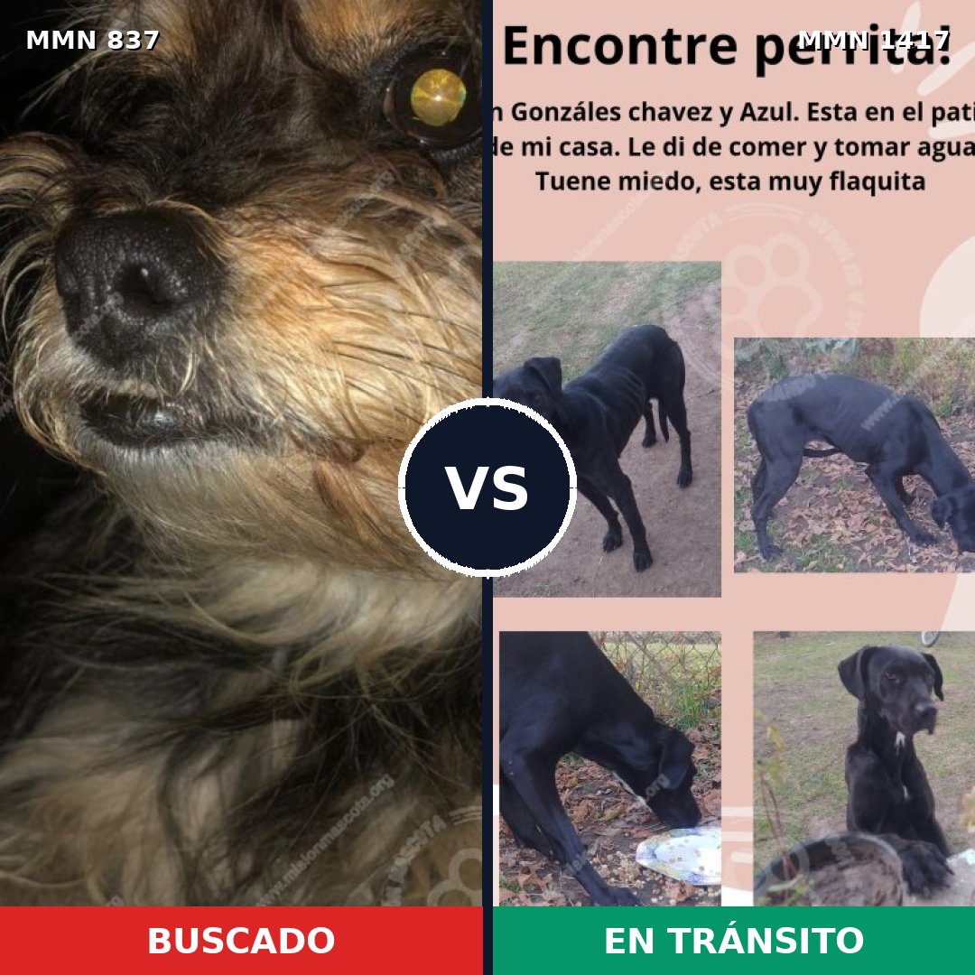 Comparativa MMS 24658: mascota perdida y mascota encontrada, 45% de similitud