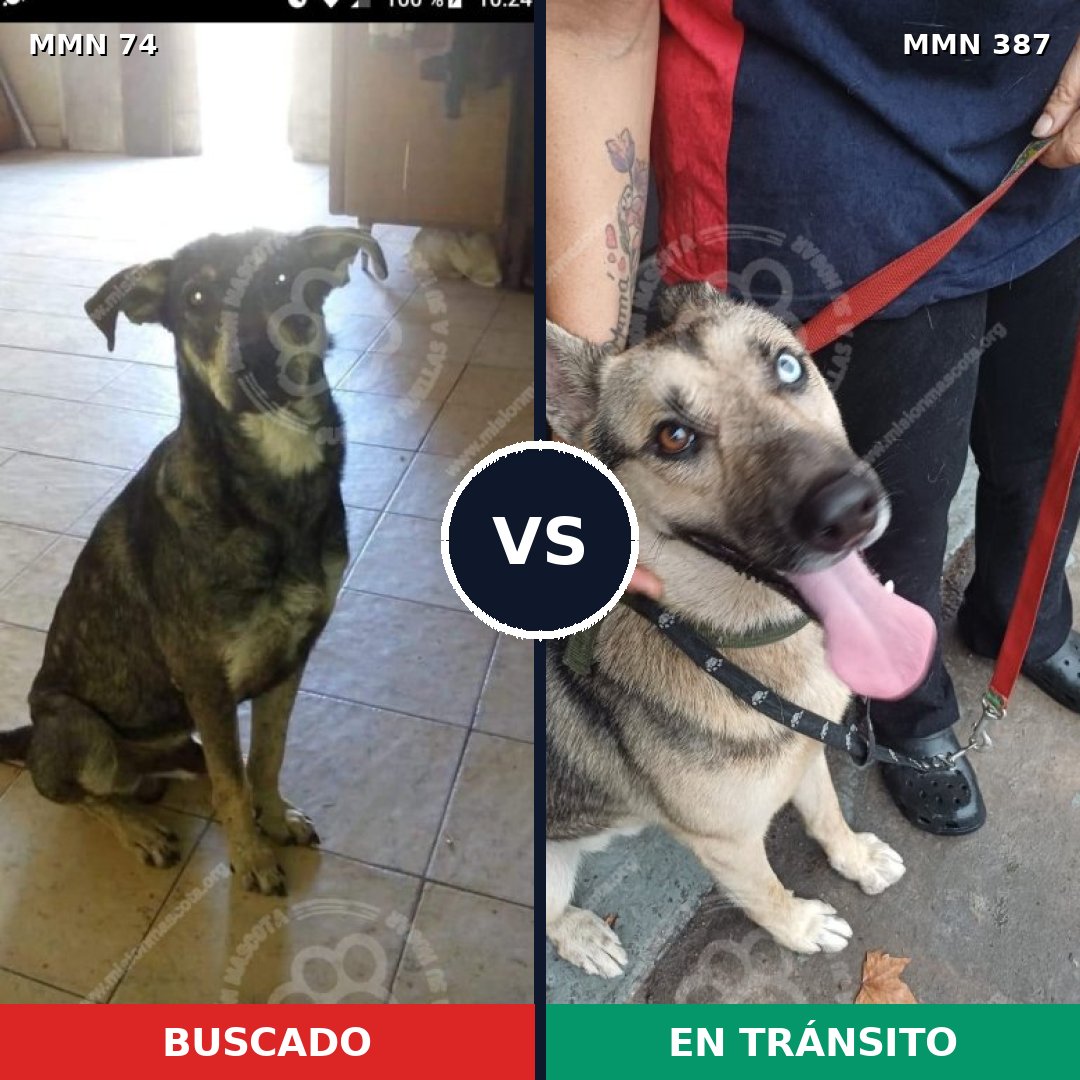 Comparativa MMS 2466: mascota perdida y mascota encontrada, 32% de similitud