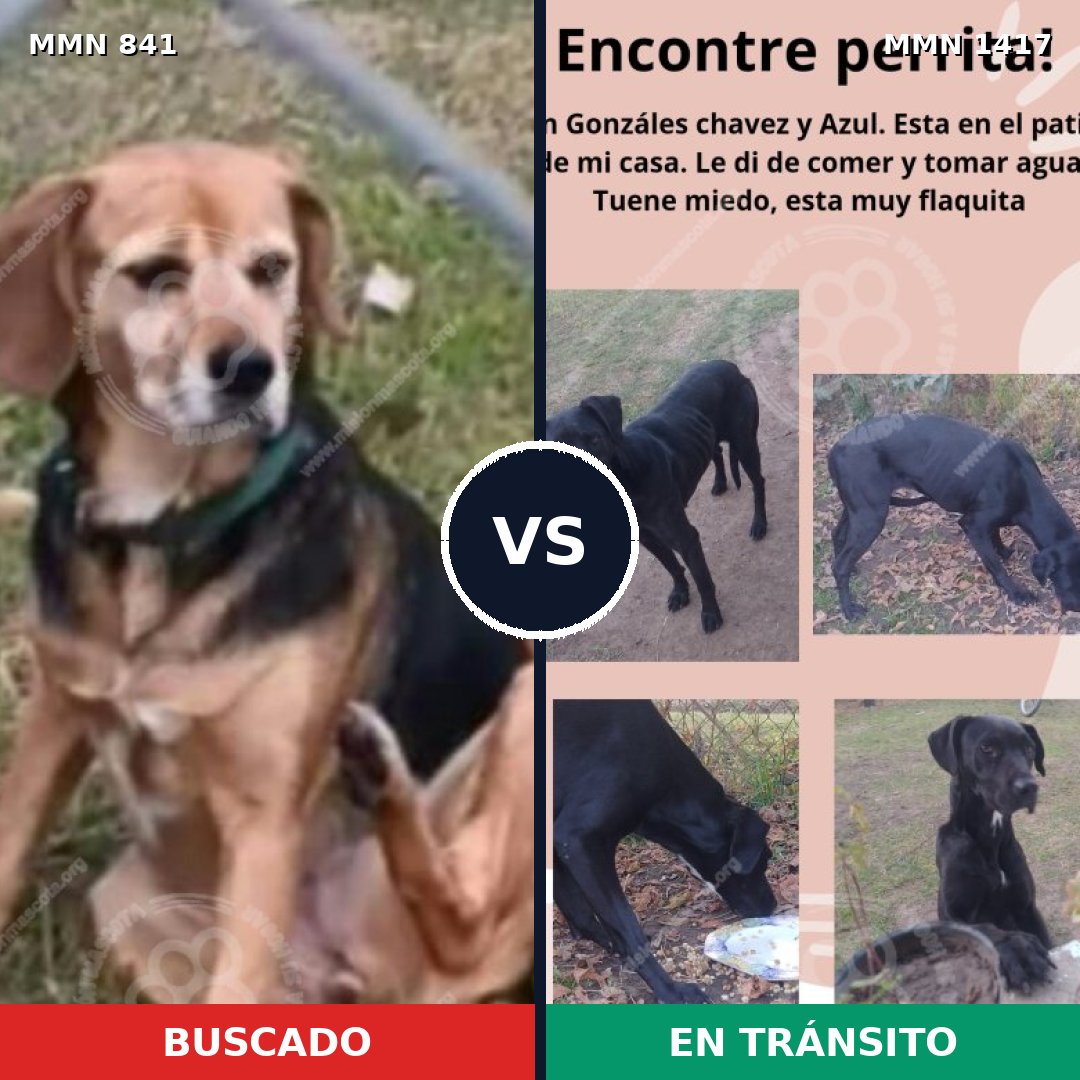 Comparativa MMS 24660: mascota perdida y mascota encontrada, 75% de similitud