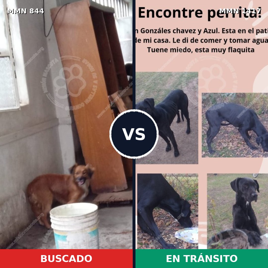 Comparativa MMS 24662: mascota perdida y mascota encontrada, 80% de similitud