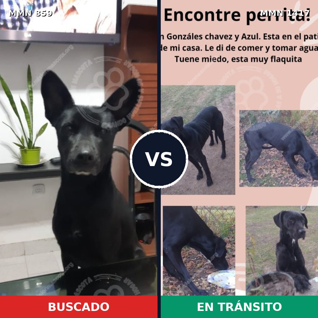 Comparativa MMS 24663: mascota perdida y mascota encontrada, 91% de similitud