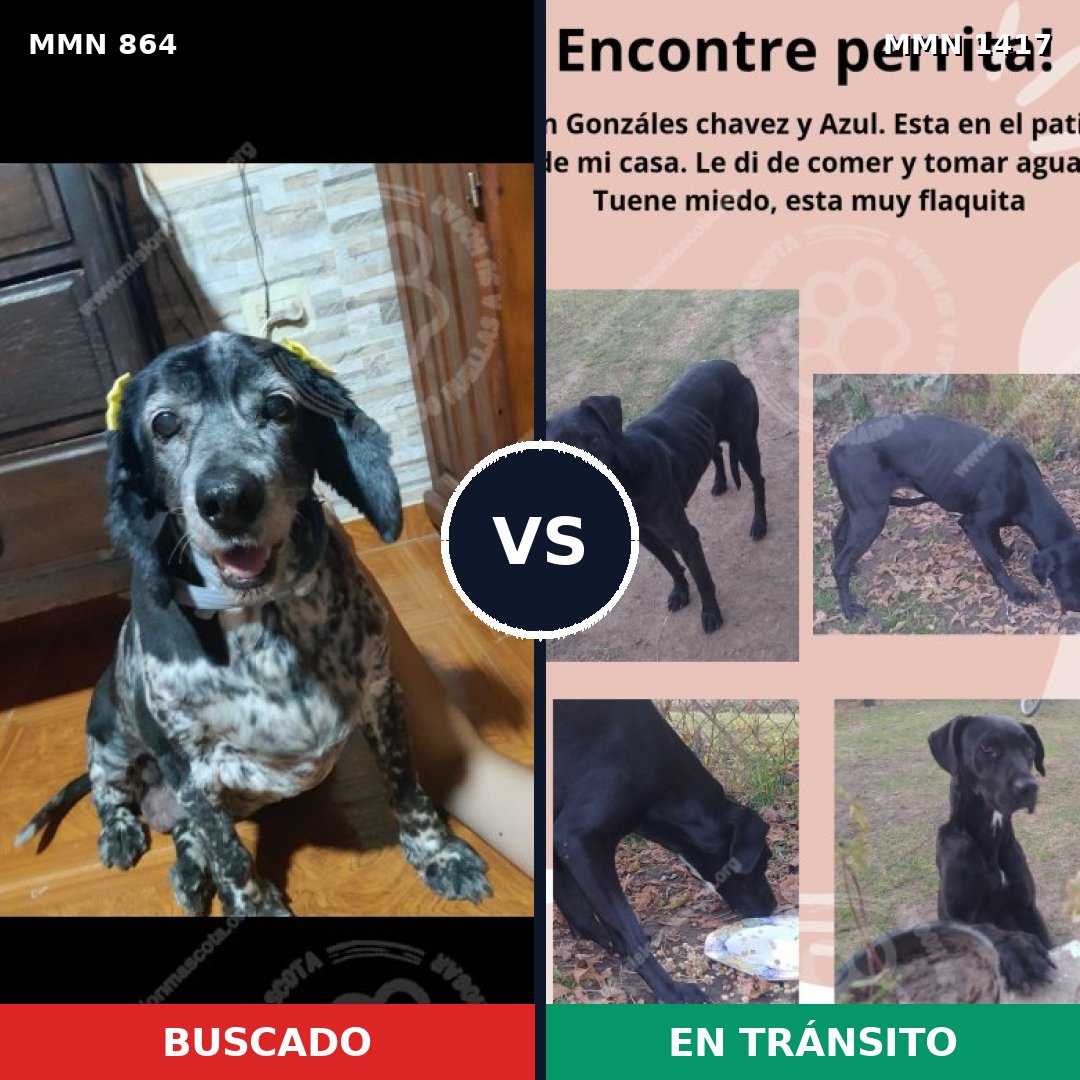Comparativa MMS 24664: mascota perdida y mascota encontrada, 44% de similitud