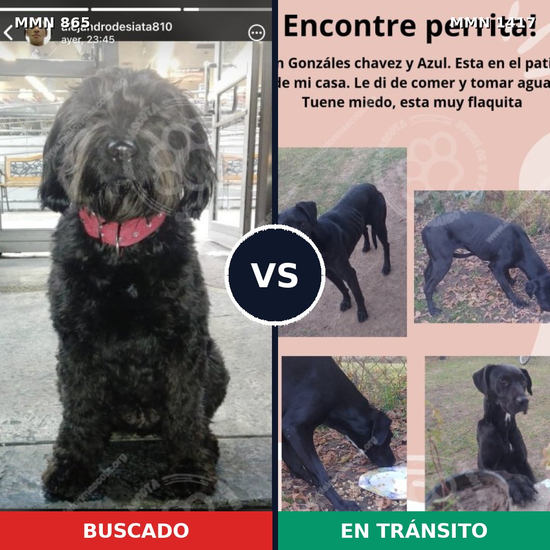 Comparativa MMS 24665: mascota perdida y mascota encontrada, 62% de similitud