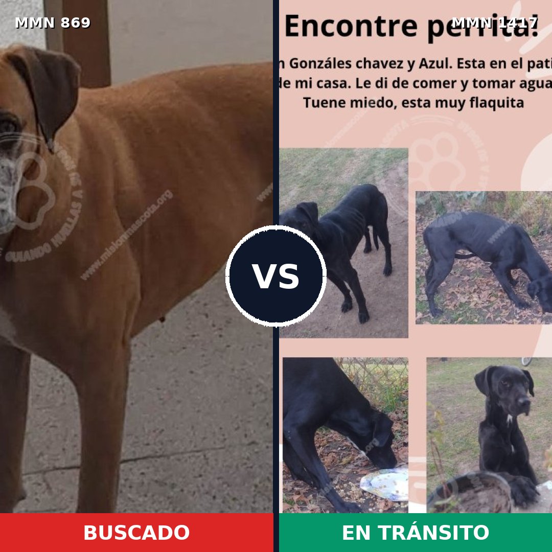 Comparativa MMS 24666: mascota perdida y mascota encontrada, 55% de similitud