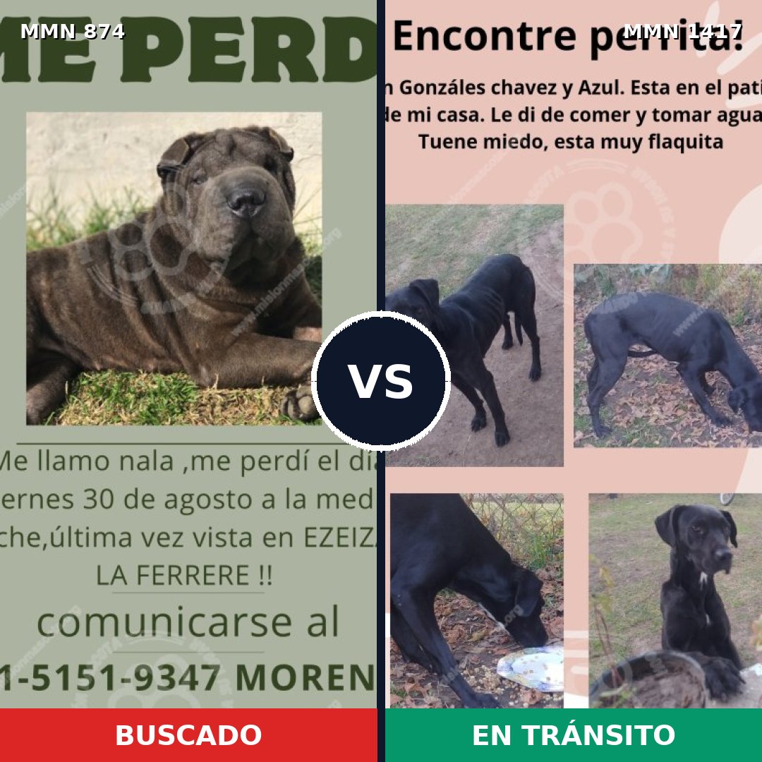 Comparativa MMS 24667: mascota perdida y mascota encontrada, 56% de similitud